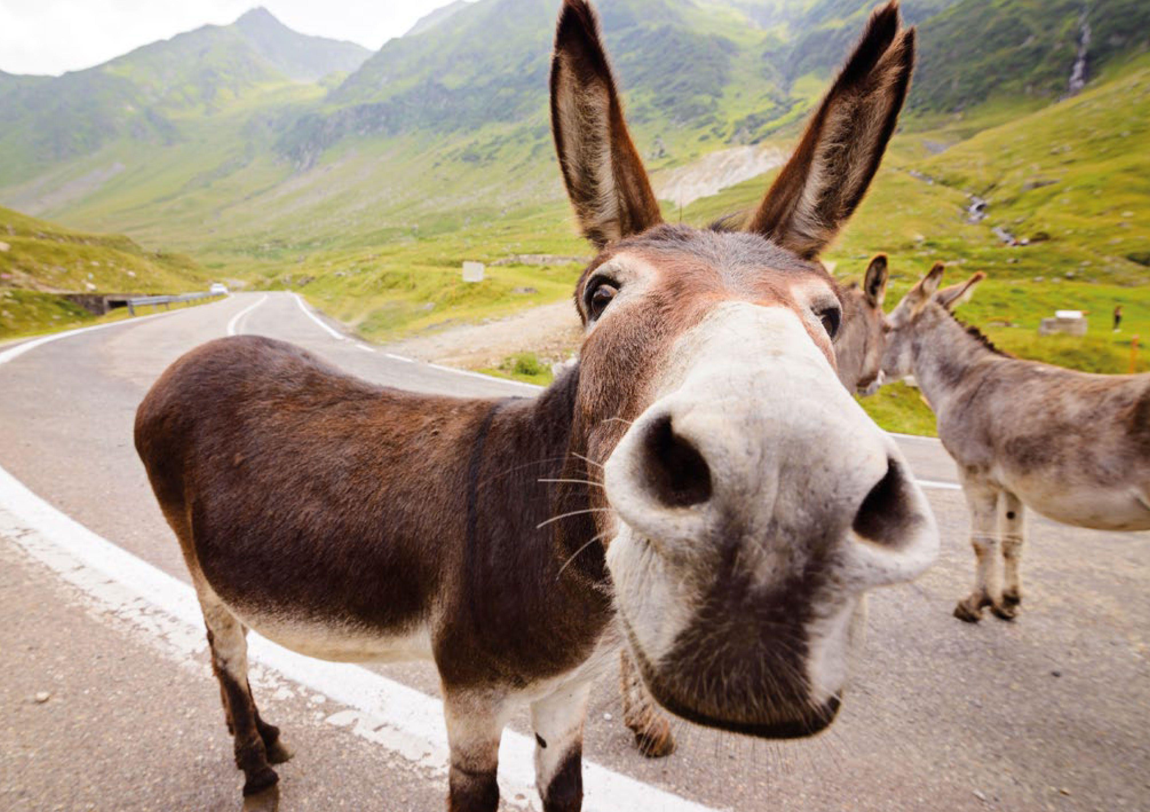 Beispielinhalt (Bild) Postkartenblock Esel