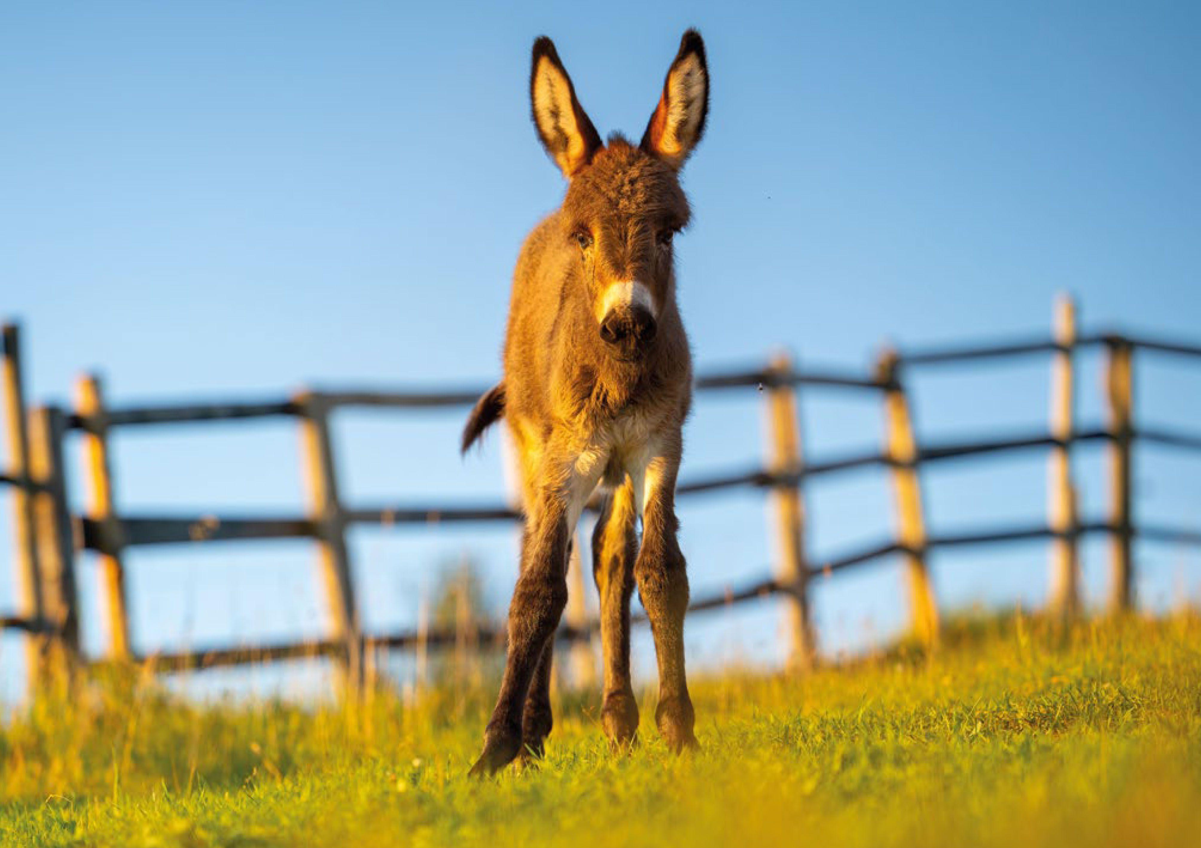 Beispielinhalt (Bild) Postkartenblock Esel