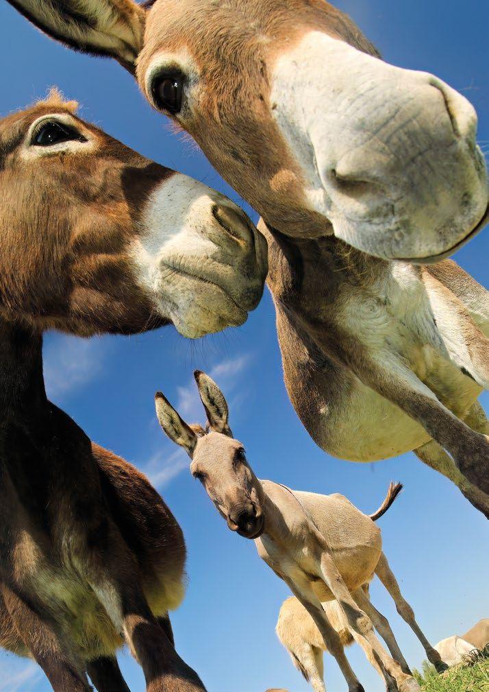 Beispielinhalt (Bild) Postkartenblock Esel