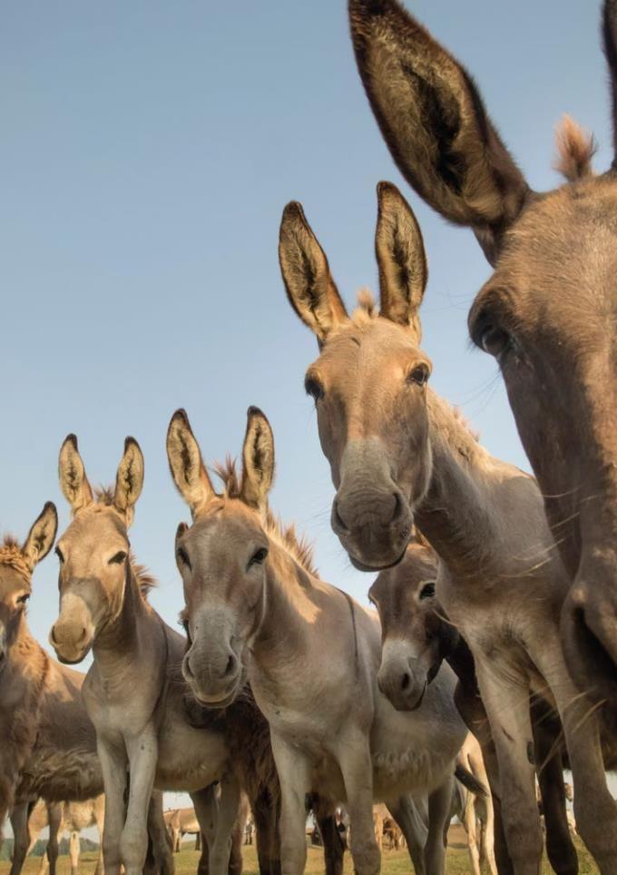 Beispielinhalt (Bild) Postkartenblock Esel
