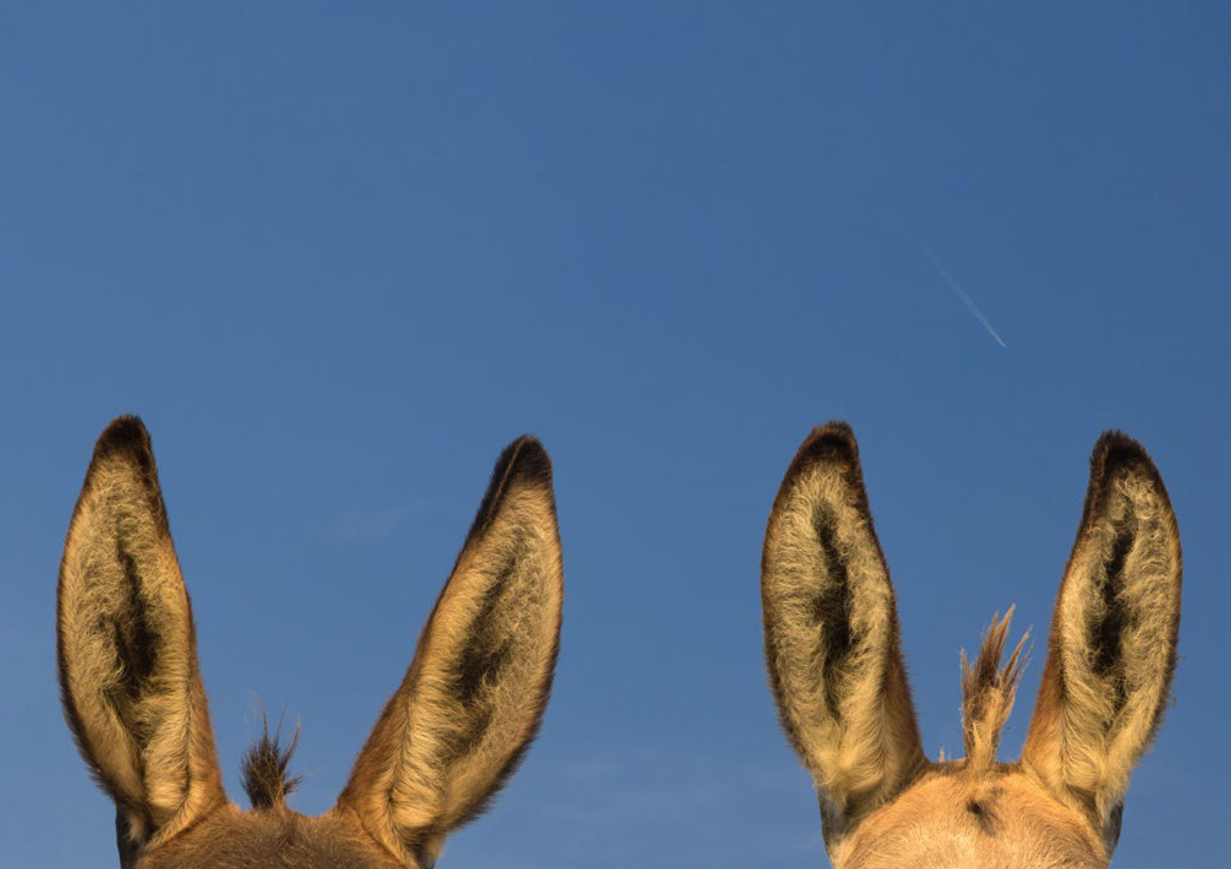 Beispielinhalt (Bild) Postkartenblock Esel