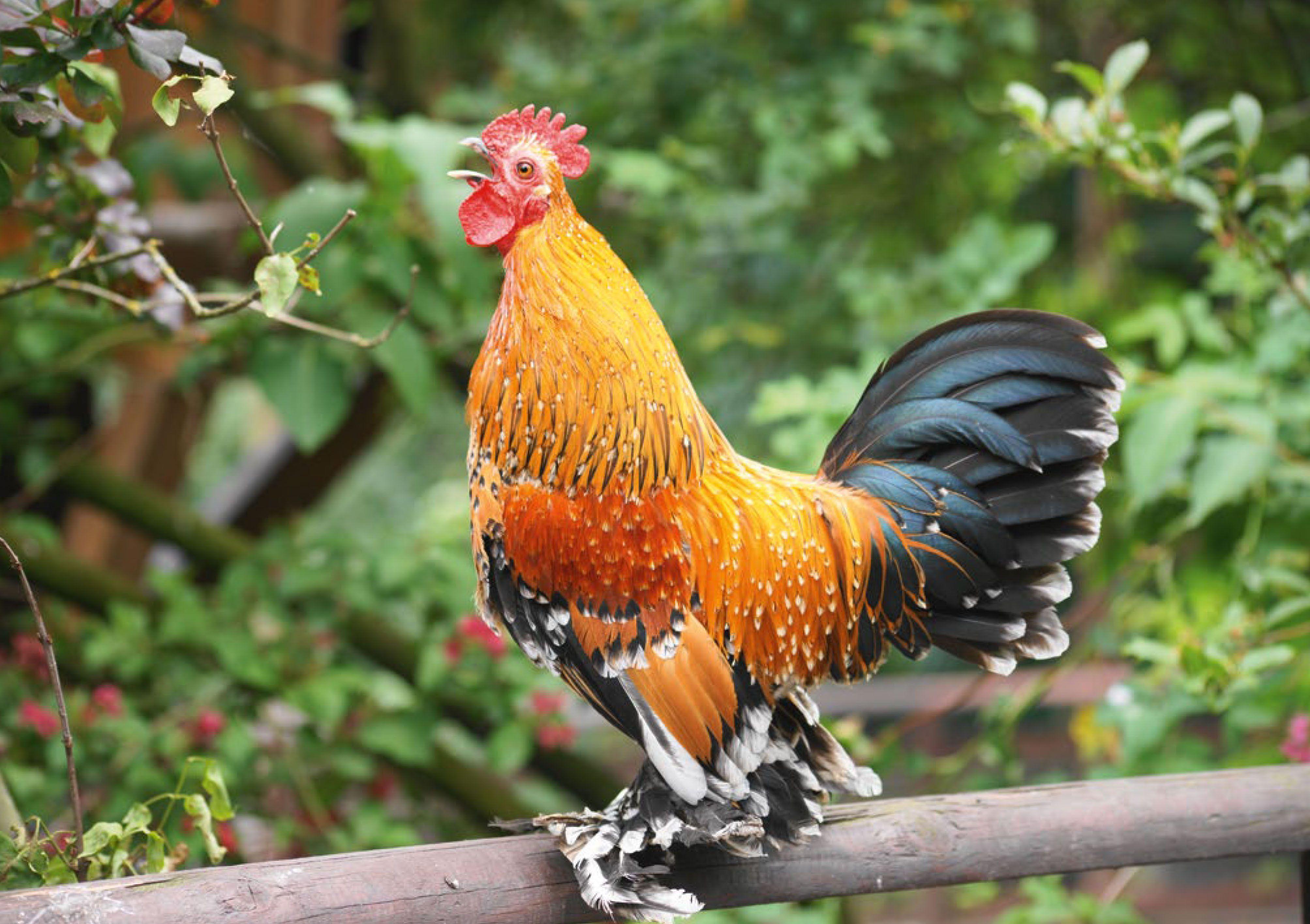 Beispielinhalt (Bild) Postkartenblock Hühner