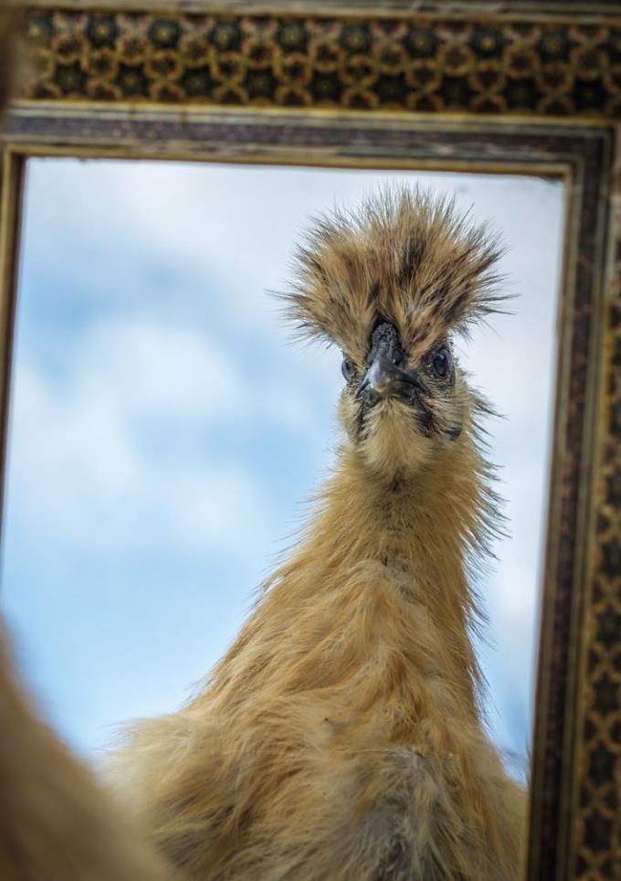 Beispielinhalt (Bild) Postkartenblock Hühner