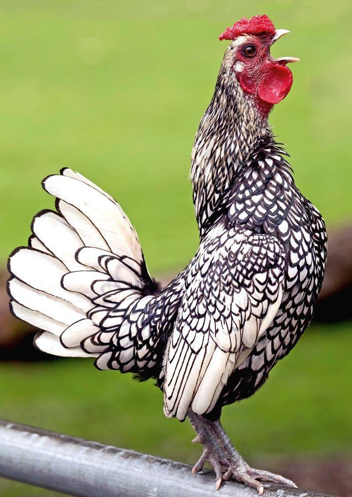 Beispielinhalt (Bild) Postkartenblock Hühner