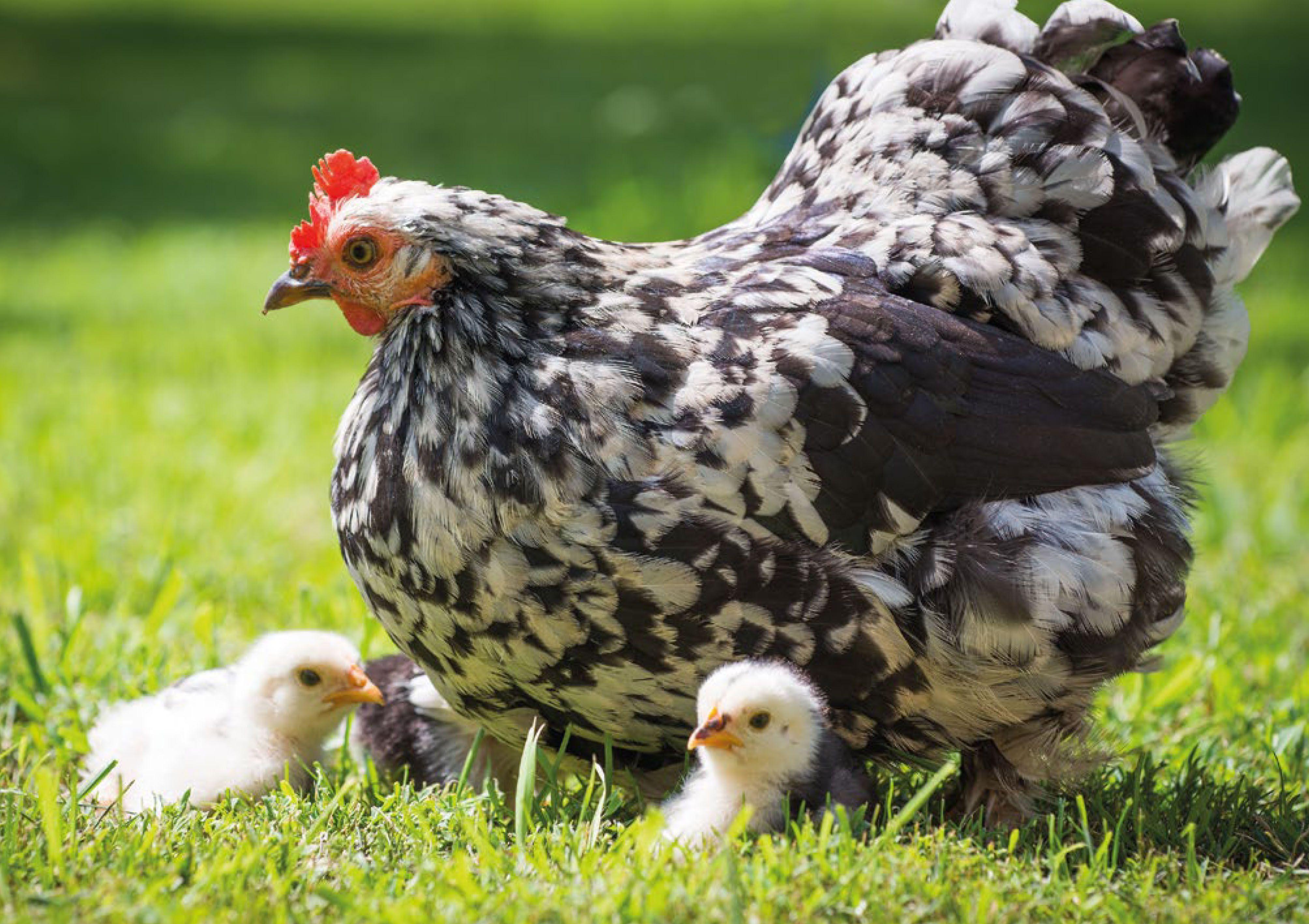 Beispielinhalt (Bild) Postkartenblock Hühner