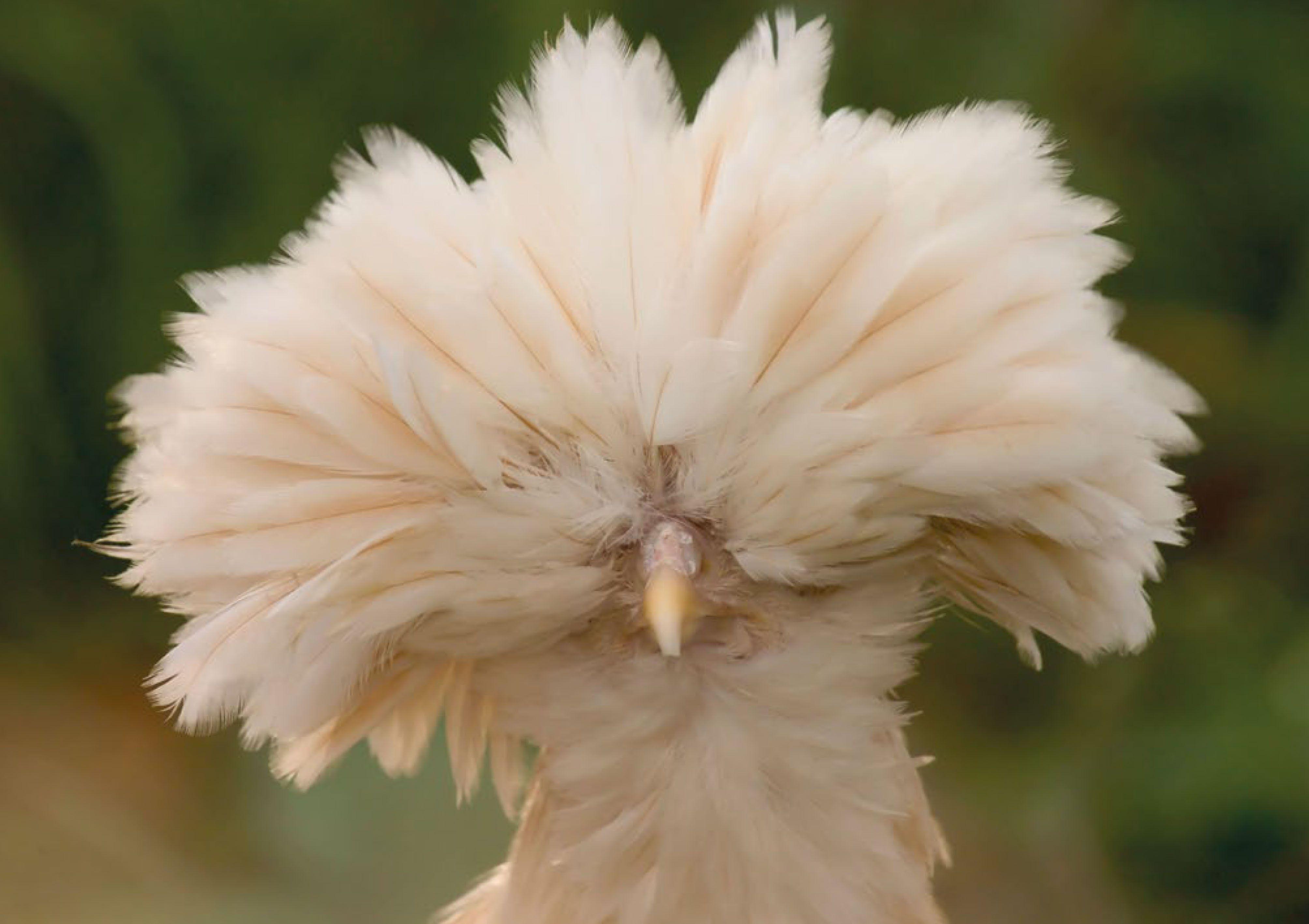 Beispielinhalt (Bild) Postkartenblock Hühner