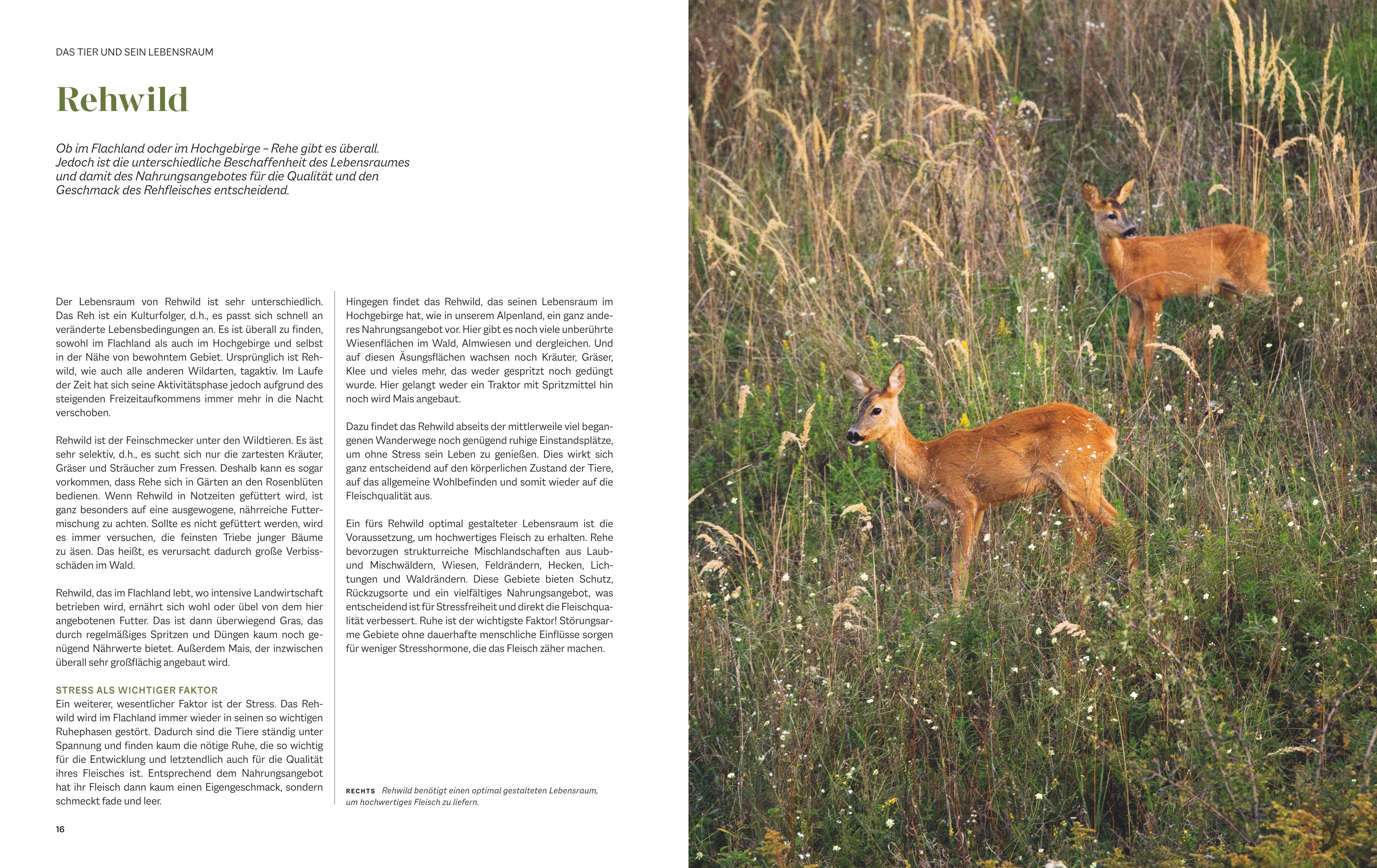 Beispielinhalt (Bild) Das Geheimnis des Schweizer Schnitts