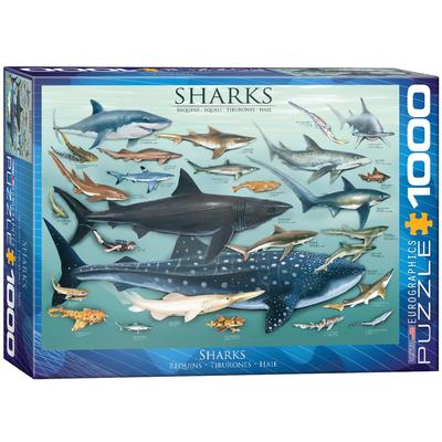 Vorderes Coverbild Sharks