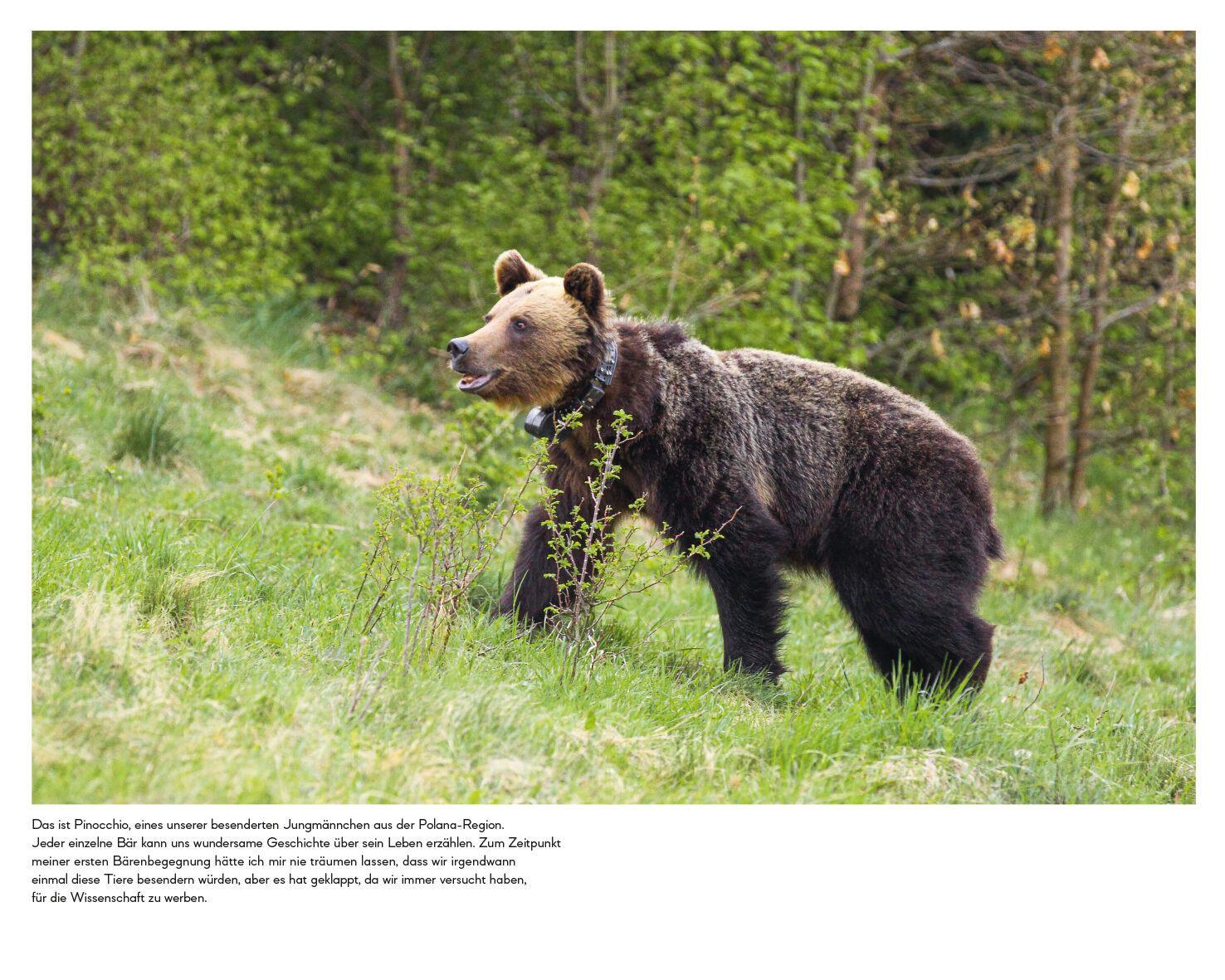 Beispielinhalt (Bild) Botschafter des Waldes