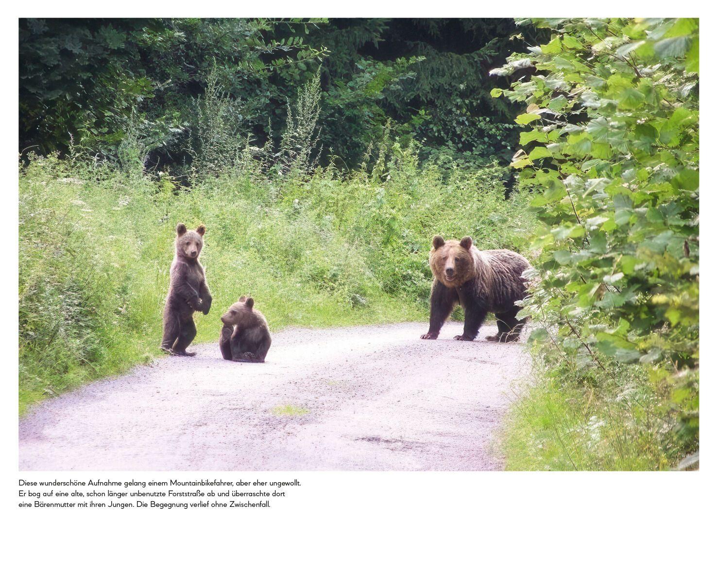 Beispielinhalt (Bild) Botschafter des Waldes