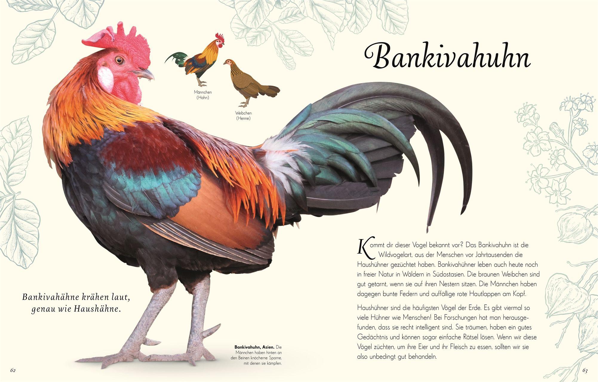 Beispielinhalt (Bild) Wundervolle Welt der Vögel