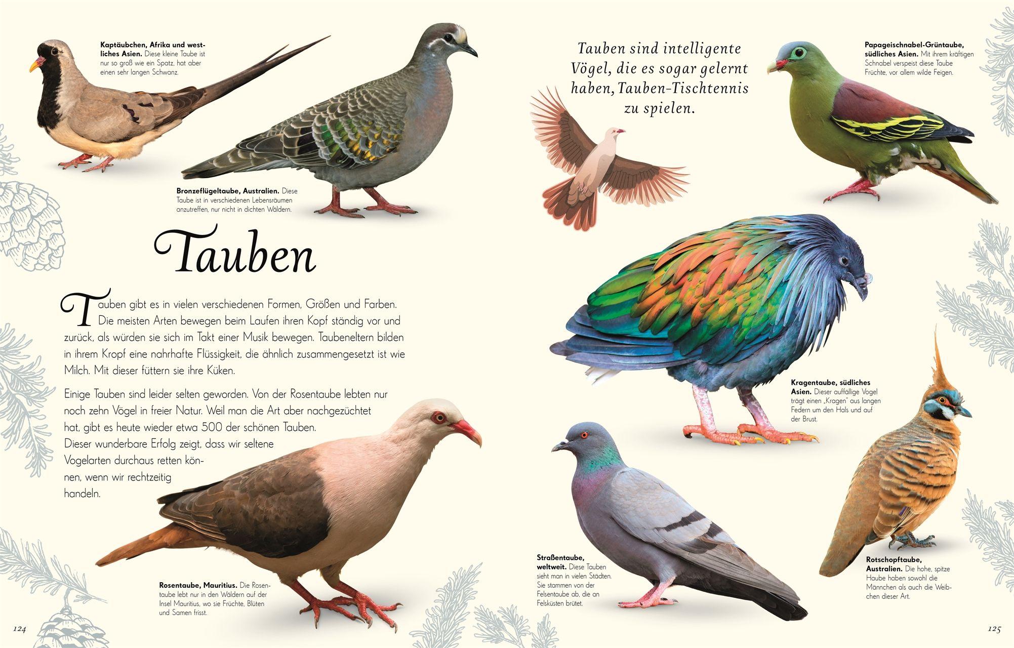 Beispielinhalt (Bild) Wundervolle Welt der Vögel