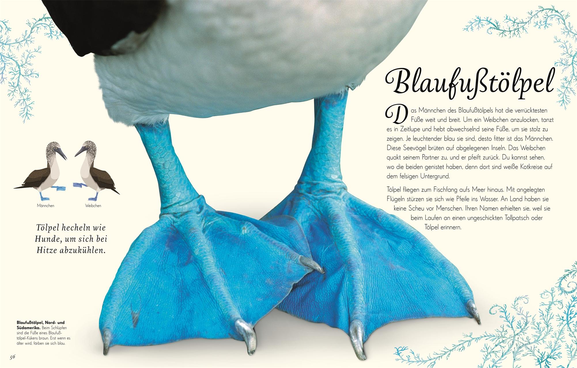 Beispielinhalt (Bild) Wundervolle Welt der Vögel