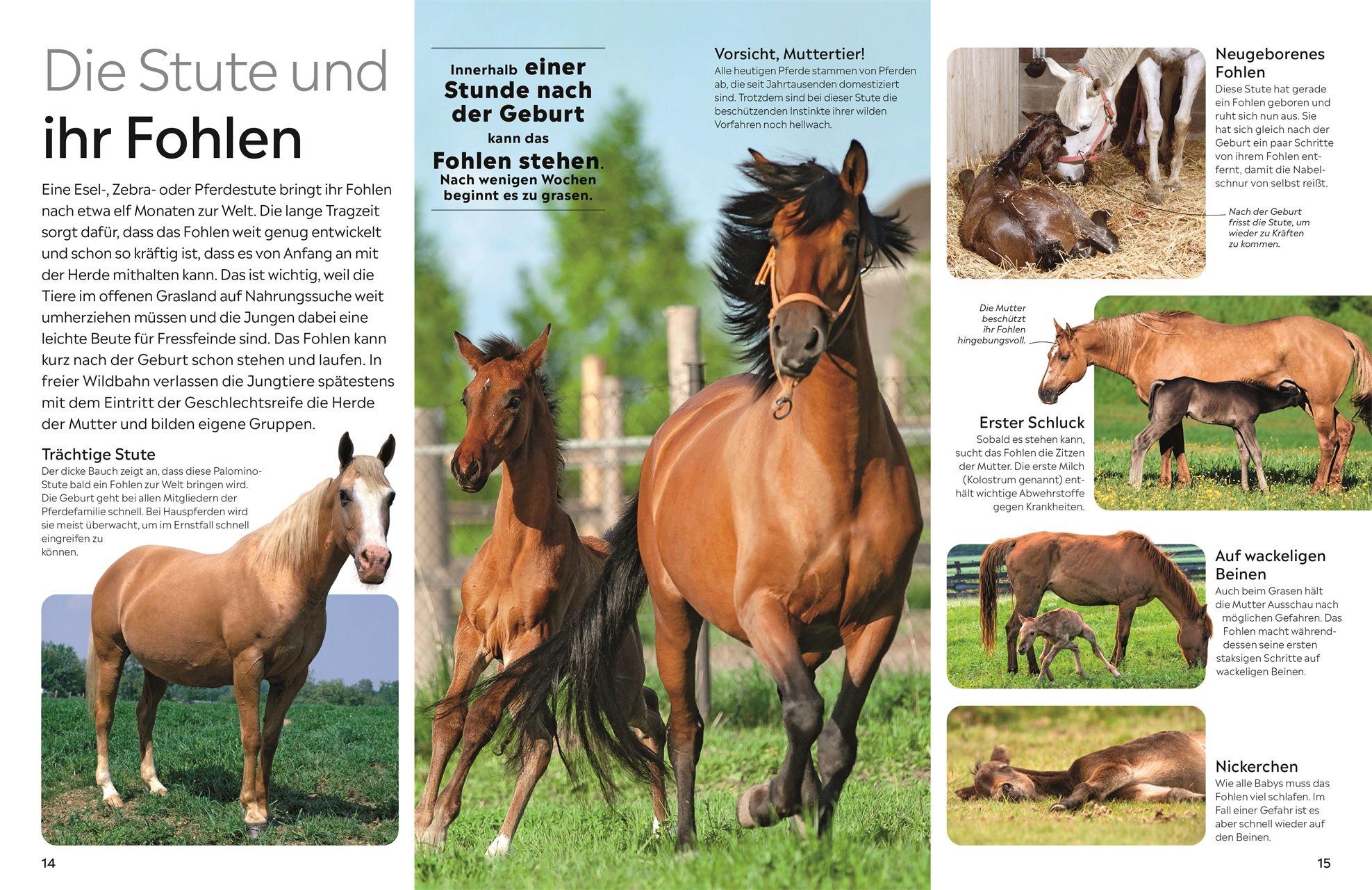 Beispielinhalt (Bild) memo Wissen. Pferde