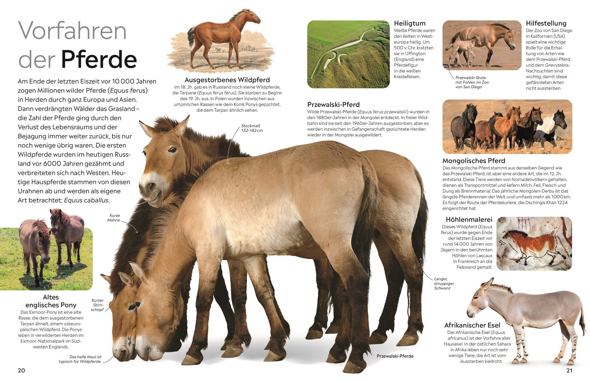 Beispielinhalt (Bild) memo Wissen. Pferde