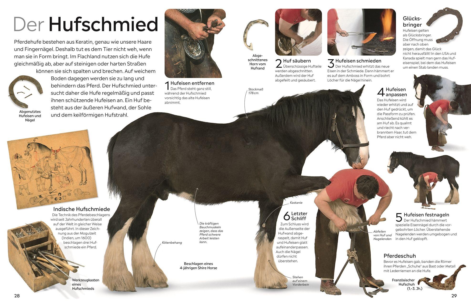 Beispielinhalt (Bild) memo Wissen. Pferde