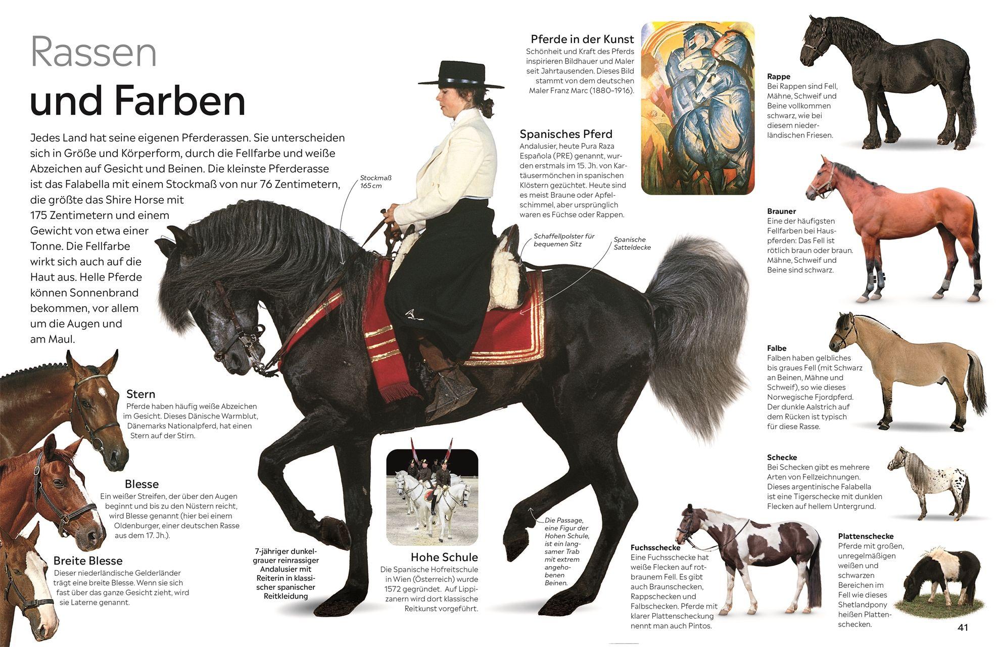 Beispielinhalt (Bild) memo Wissen. Pferde