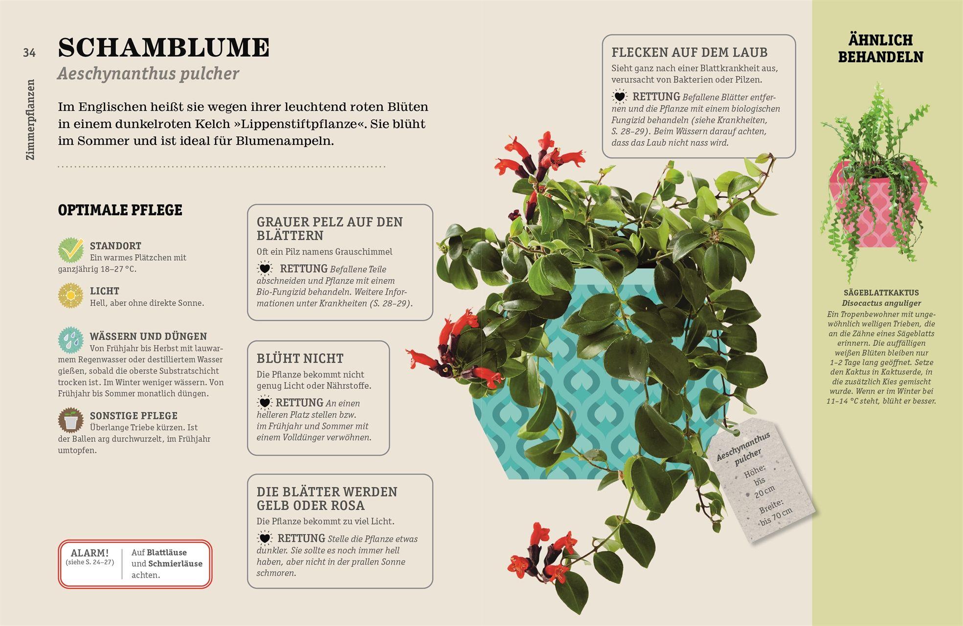 Beispielinhalt (Bild) So überlebt deine Zimmerpflanze garantiert