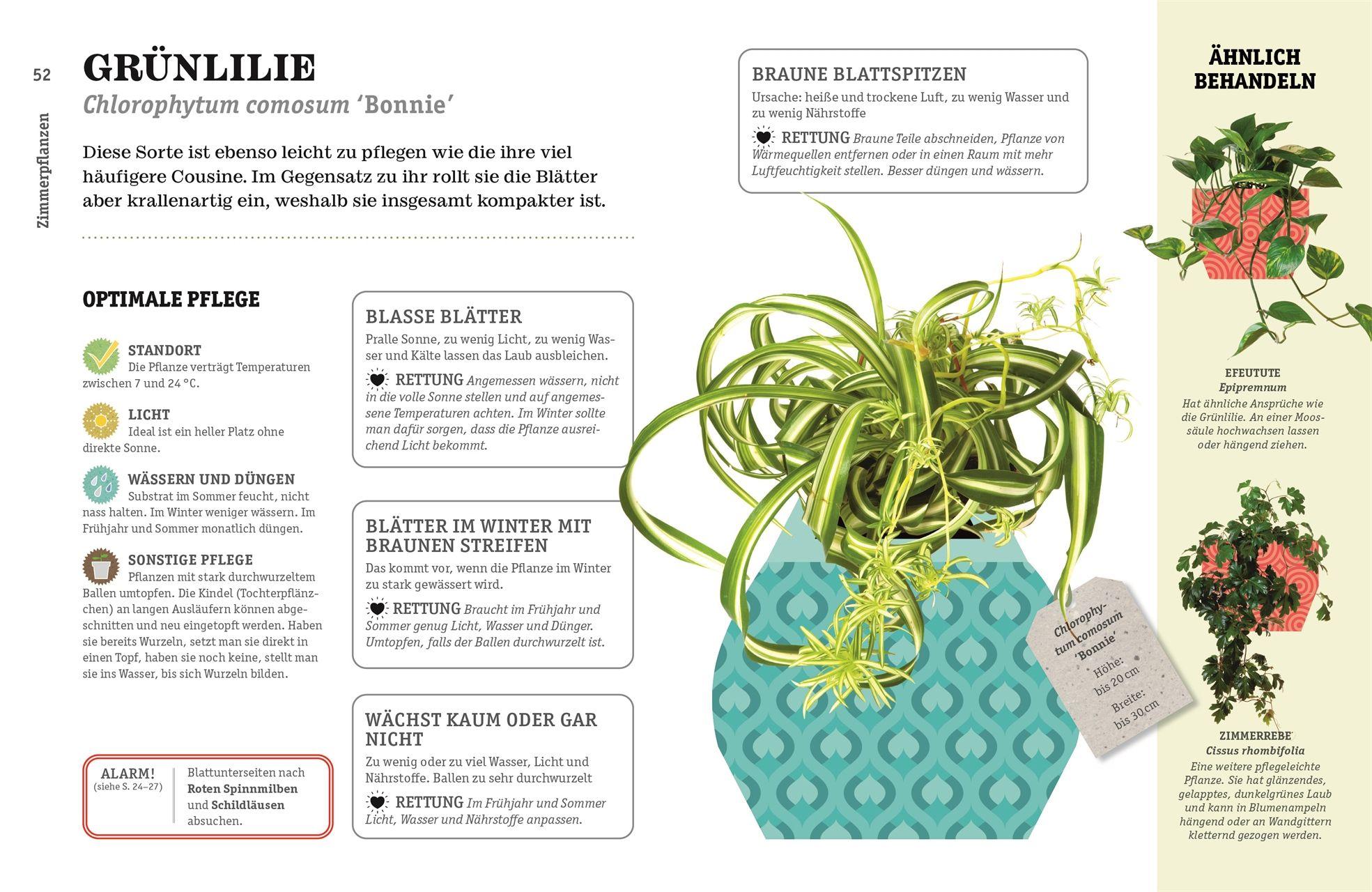 Beispielinhalt (Bild) So überlebt deine Zimmerpflanze garantiert