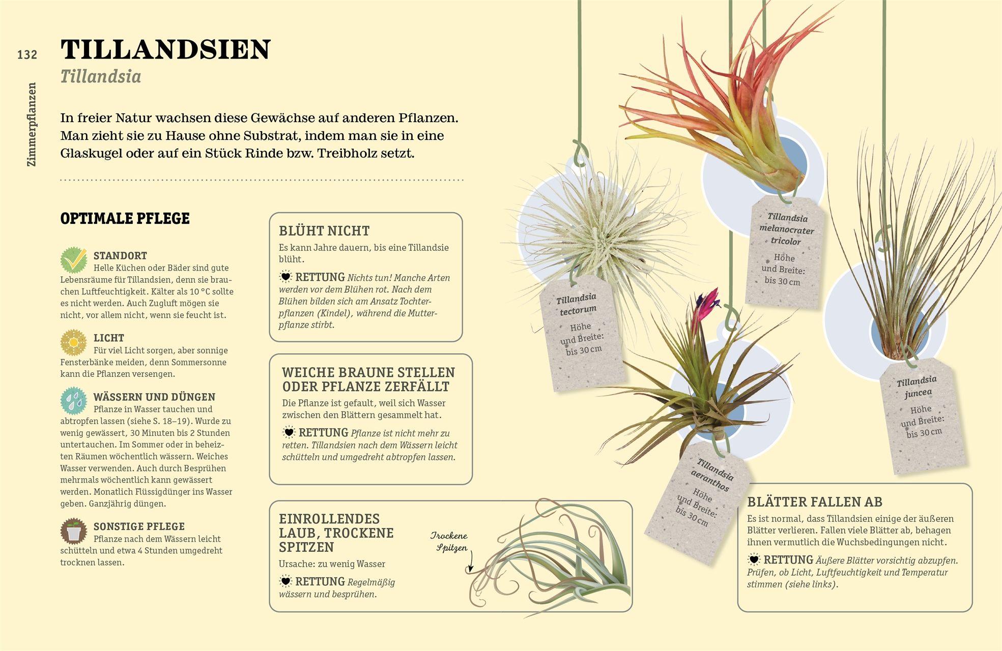 Beispielinhalt (Bild) So überlebt deine Zimmerpflanze garantiert