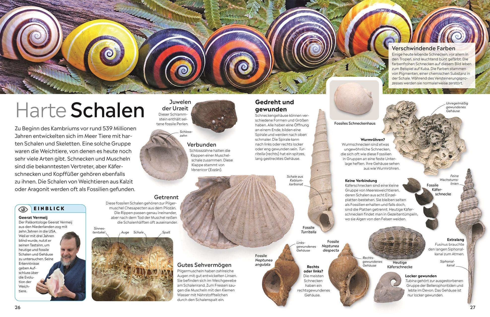 Beispielinhalt (Bild) memo Wissen. Fossilien