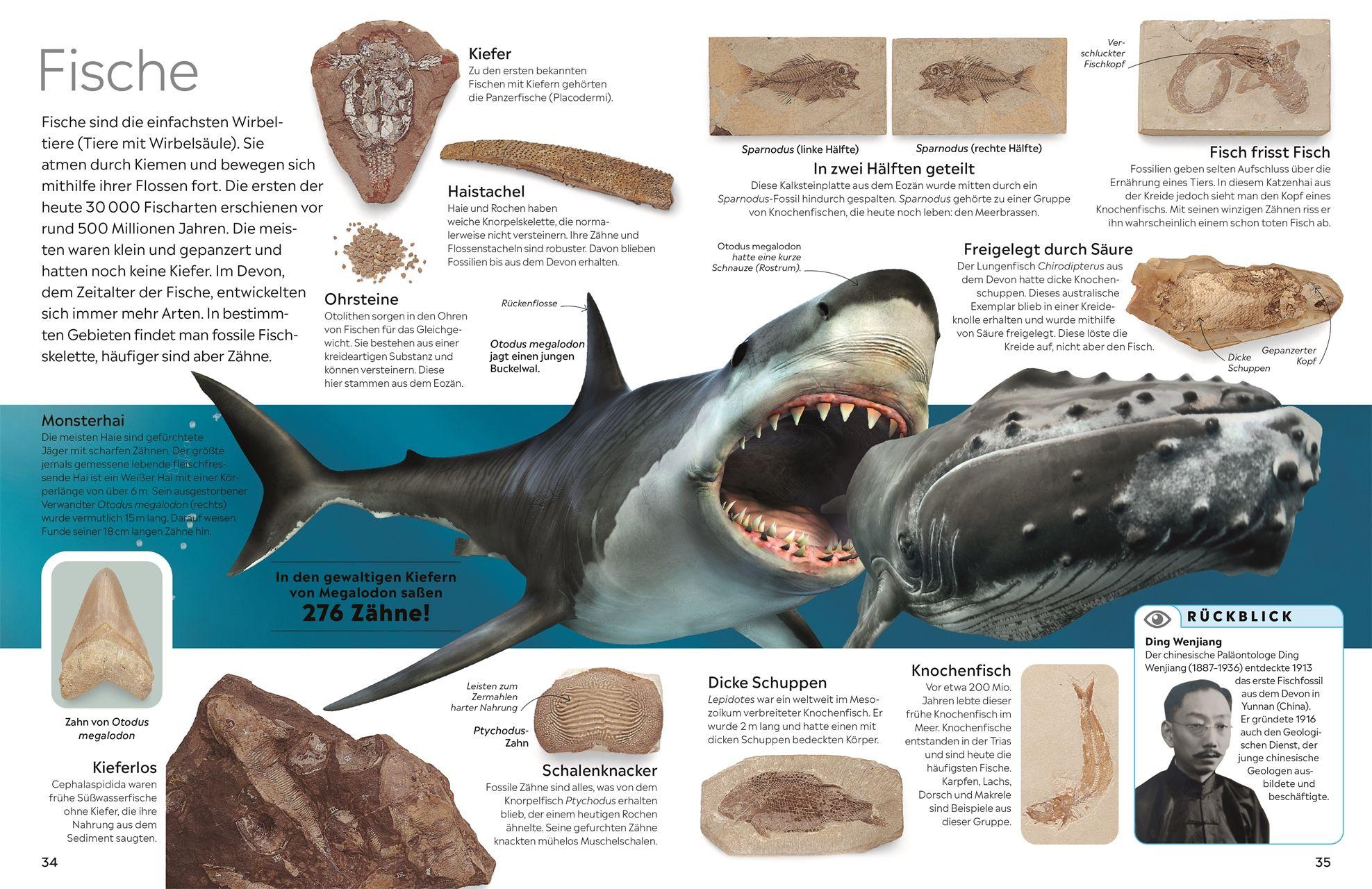 Beispielinhalt (Bild) memo Wissen. Fossilien