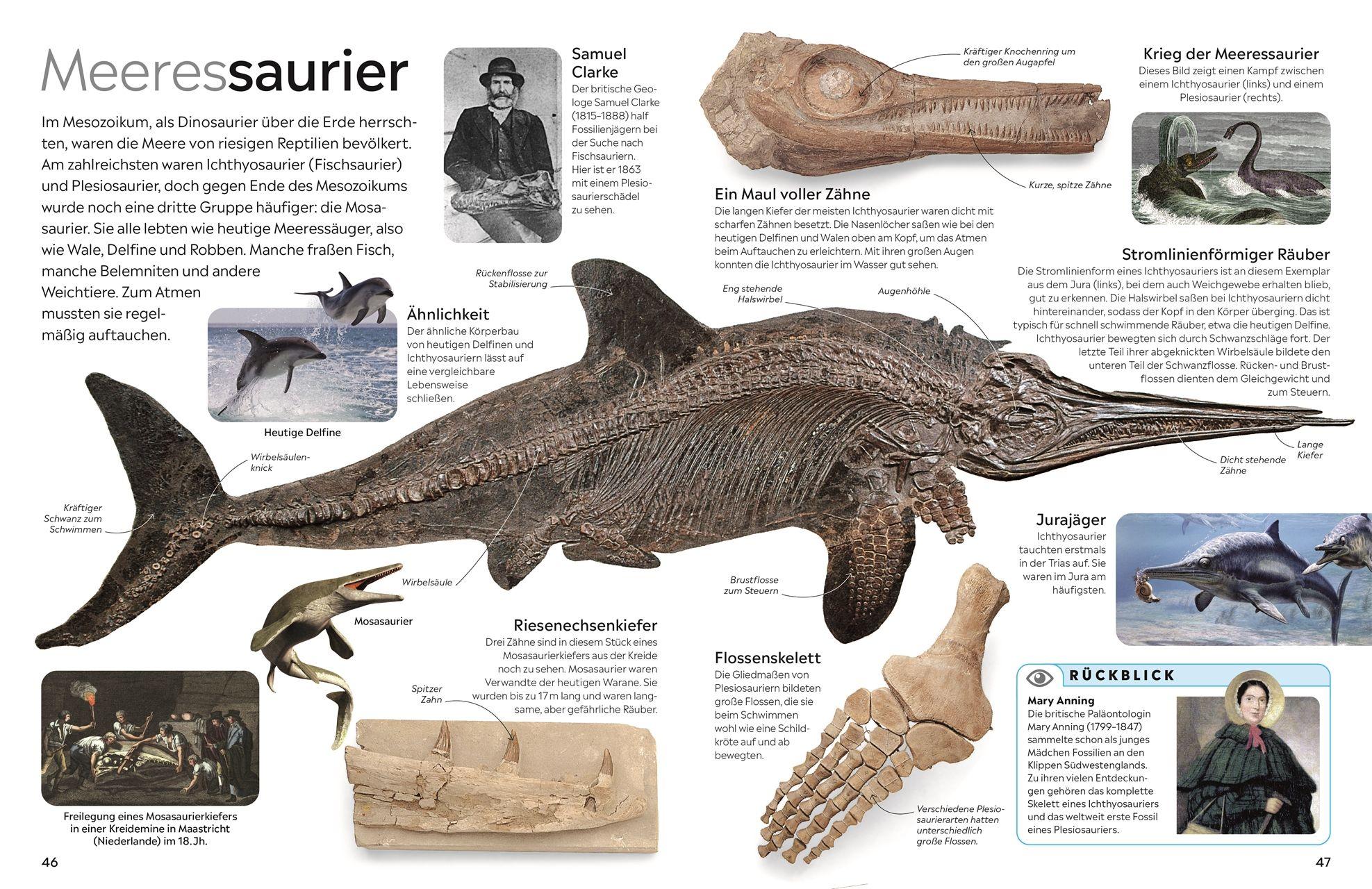 Beispielinhalt (Bild) memo Wissen. Fossilien