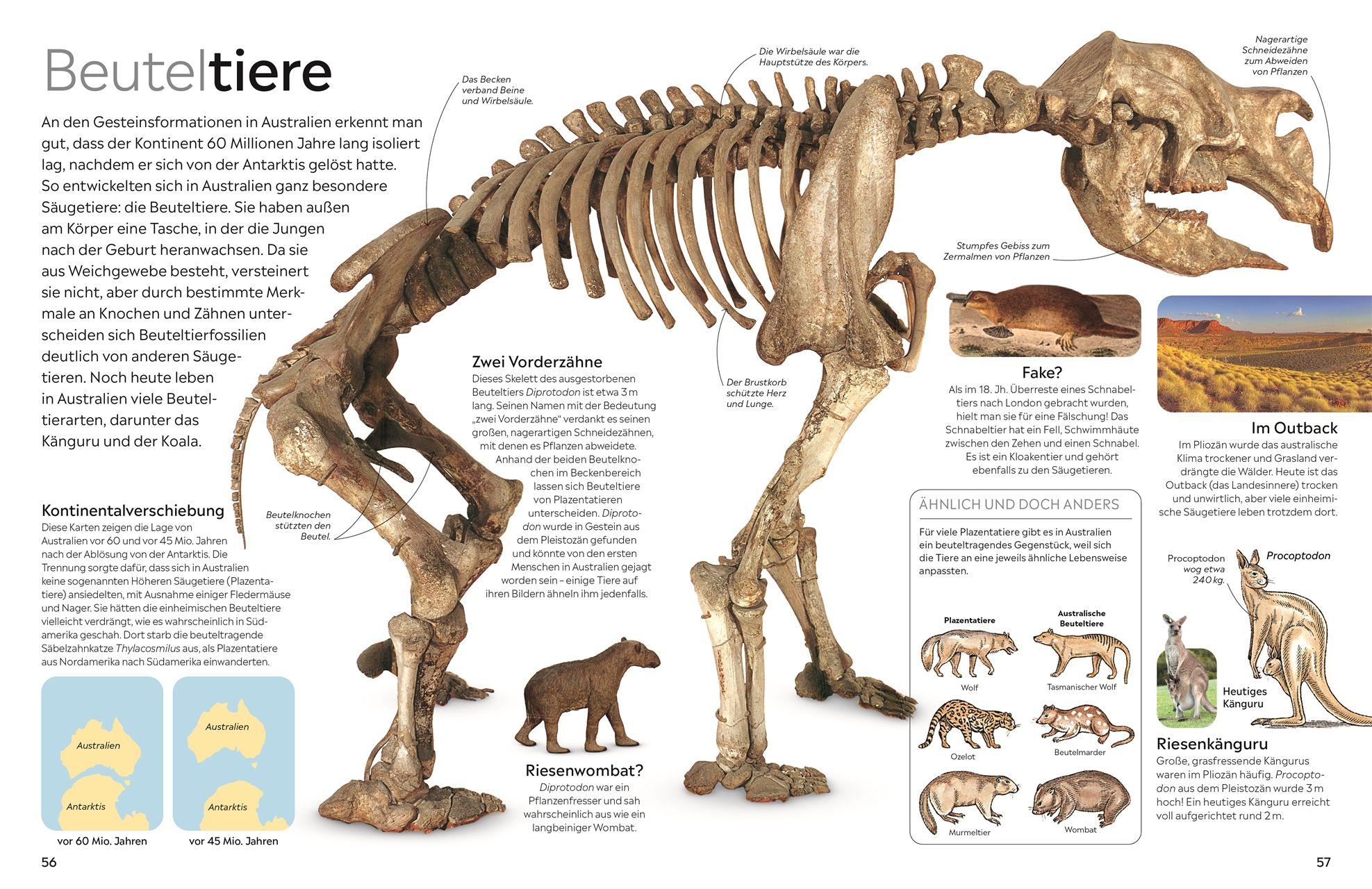 Beispielinhalt (Bild) memo Wissen. Fossilien