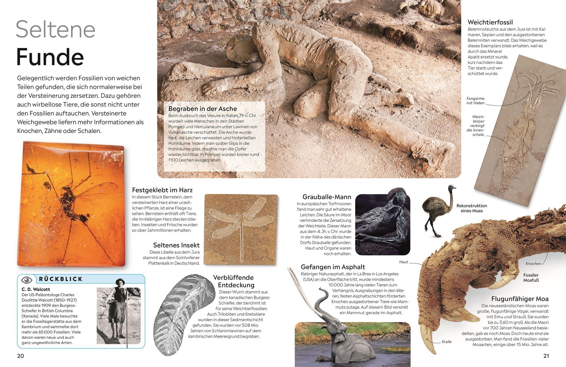 Beispielinhalt (Bild) memo Wissen. Fossilien