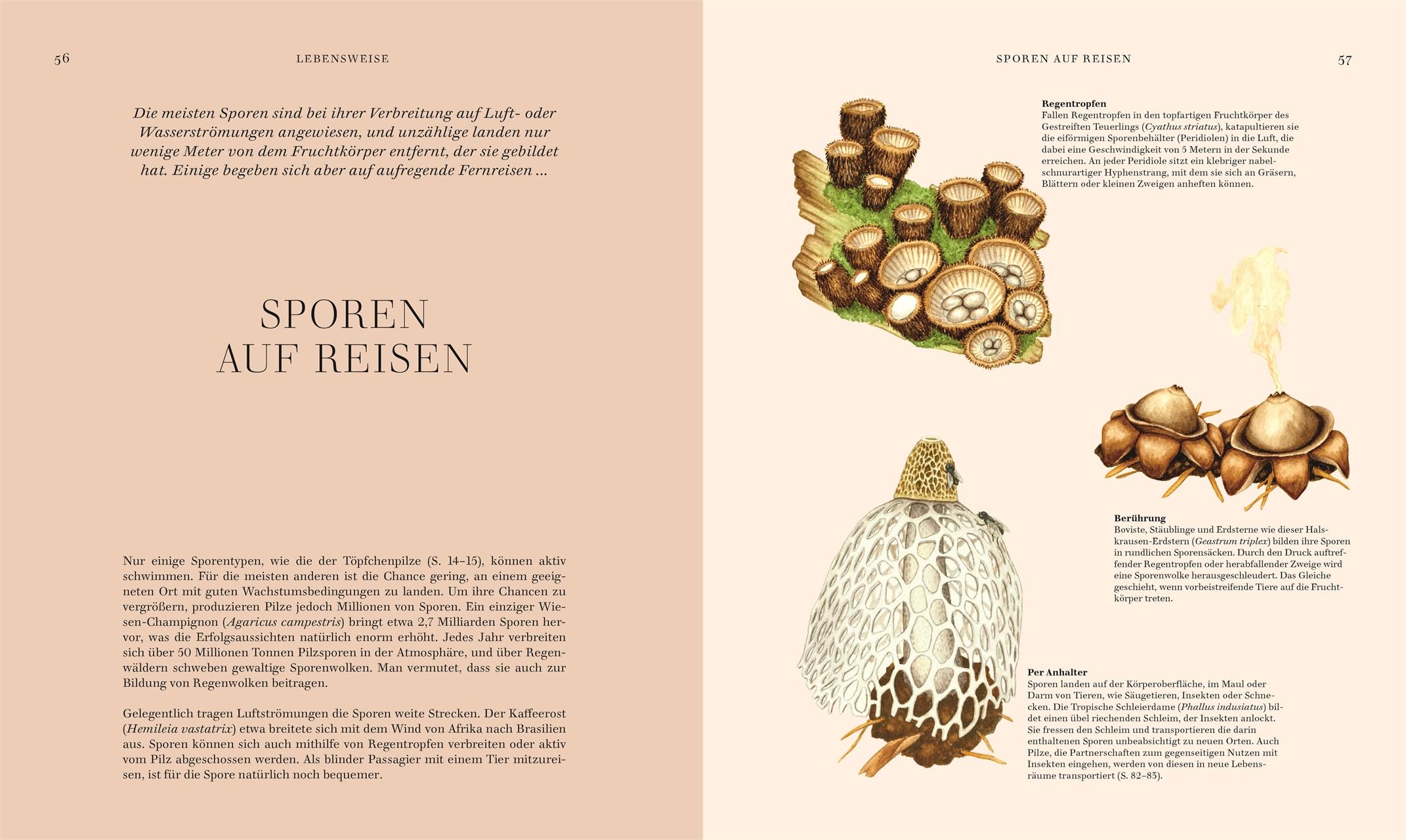 Beispielinhalt (Bild) Pilze