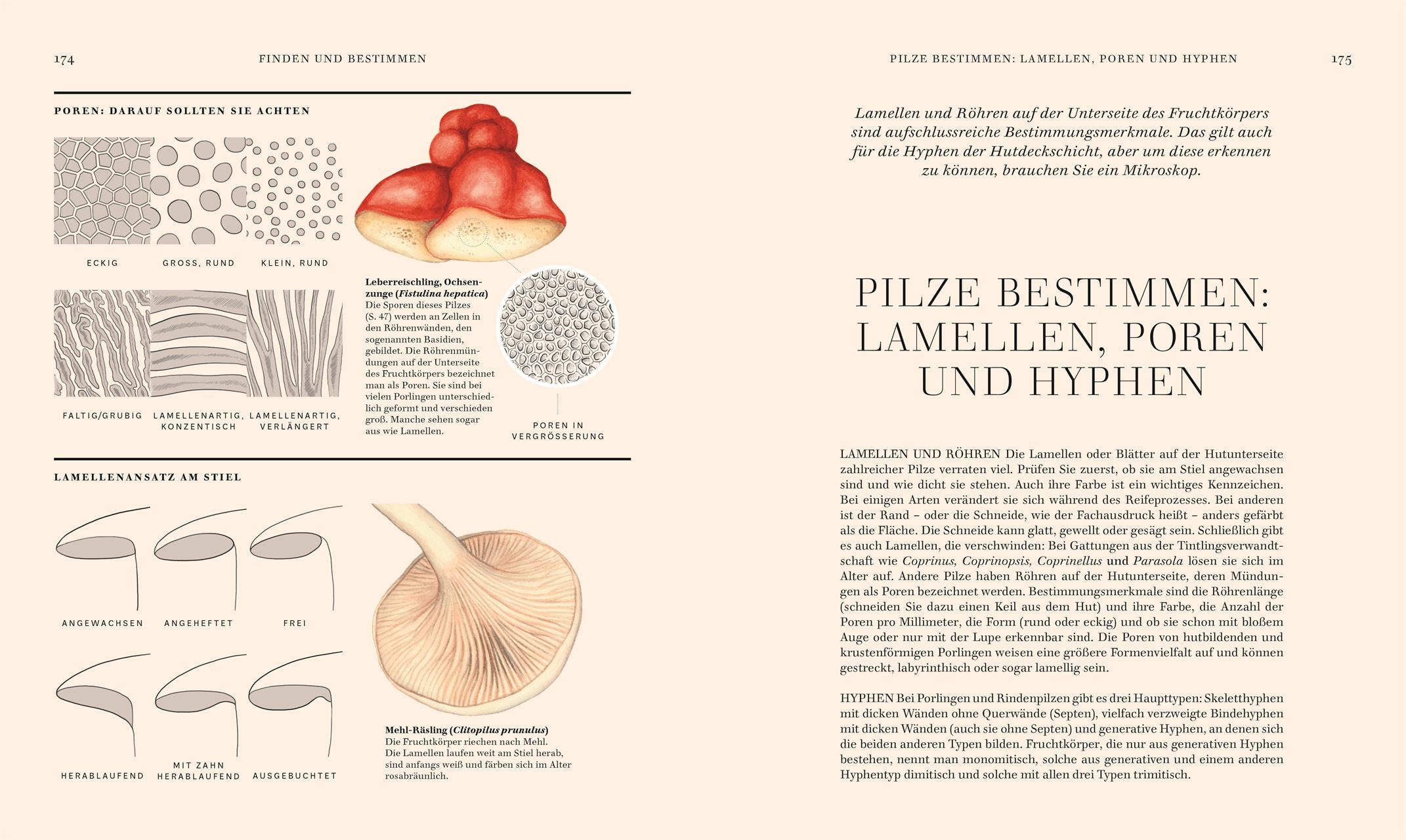 Beispielinhalt (Bild) Pilze