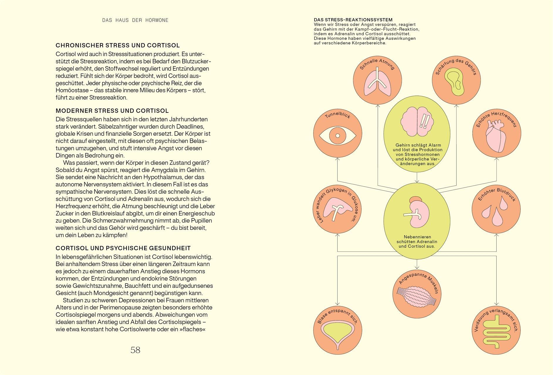 Beispielinhalt (Bild) Alles, was du über Hormone wissen musst