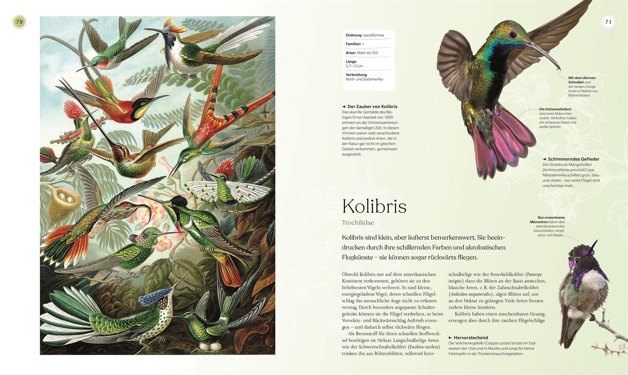 Beispielinhalt (Bild) Vögel - Eine Natur- und Kulturgeschichte