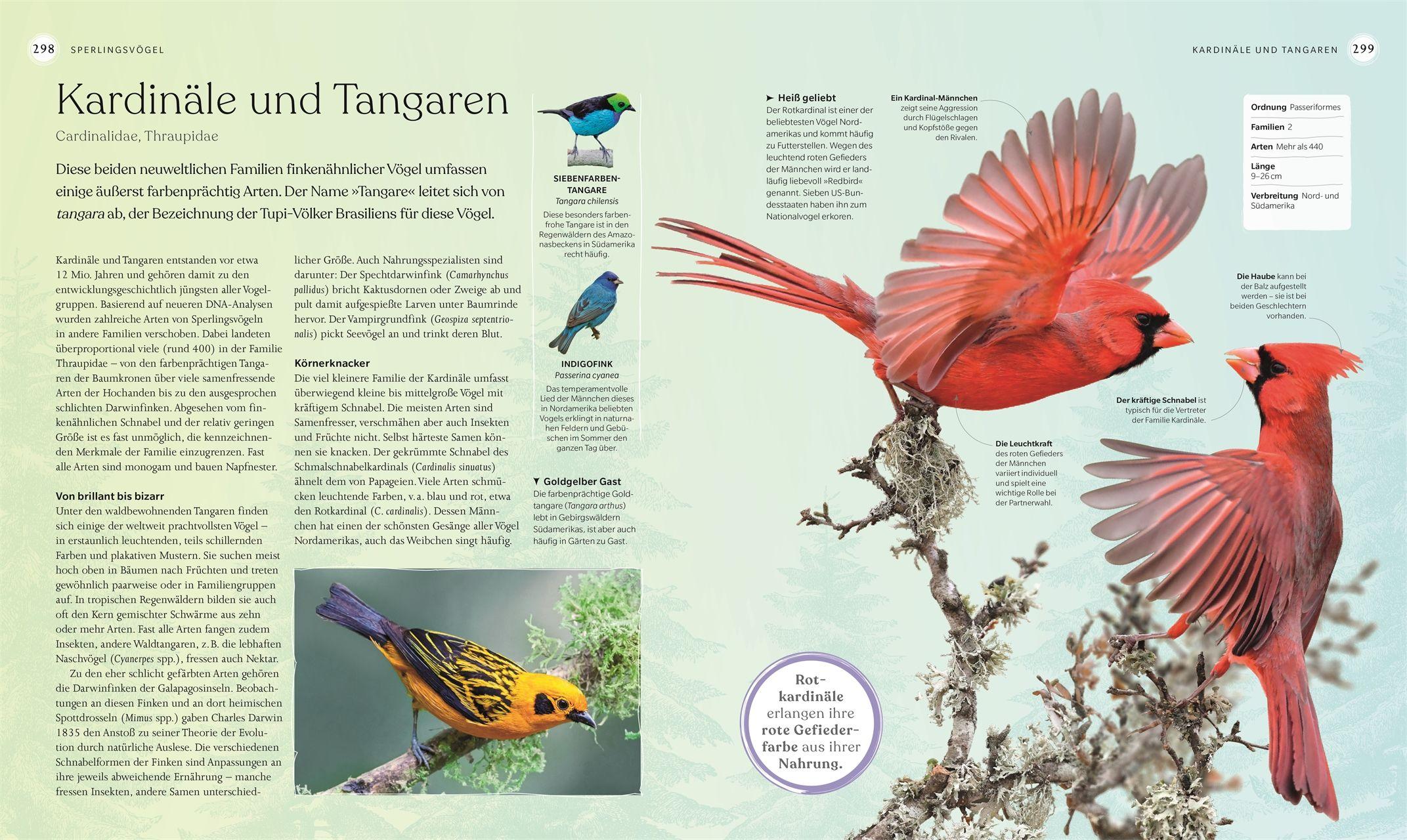 Beispielinhalt (Bild) Vögel - Eine Natur- und Kulturgeschichte