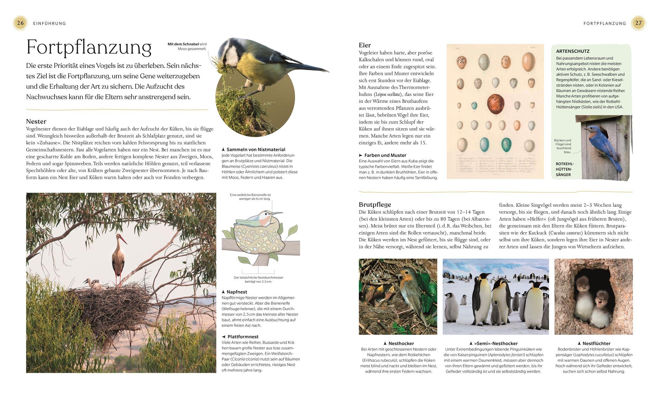 Beispielinhalt (Bild) Vögel - Eine Natur- und Kulturgeschichte