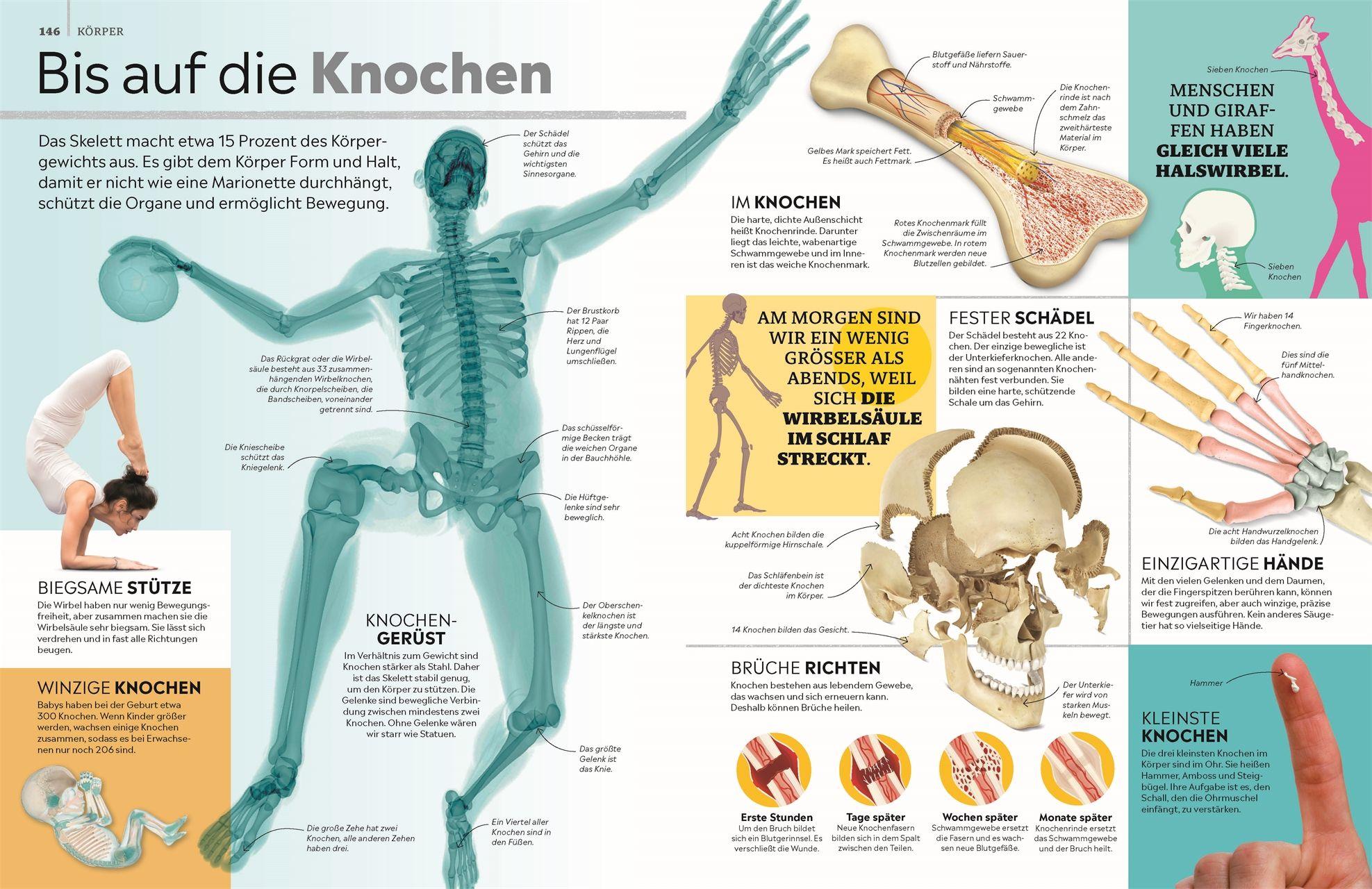 Beispielinhalt (Bild) memo Wissen. Das große Lexikon