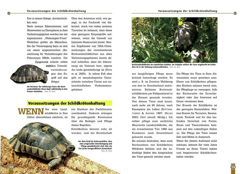 Beispielinhalt (Bild) Die Breitrandschildkröte