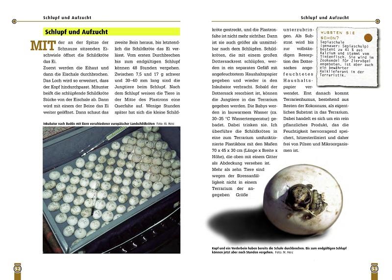 Beispielinhalt (Bild) Die Breitrandschildkröte