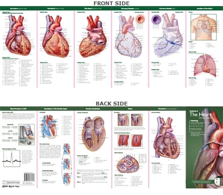 Vorderes Coverbild Anatomical Chart Company's Illustrated Pocket Anatomy: Anatomy of the Heart Study Guide