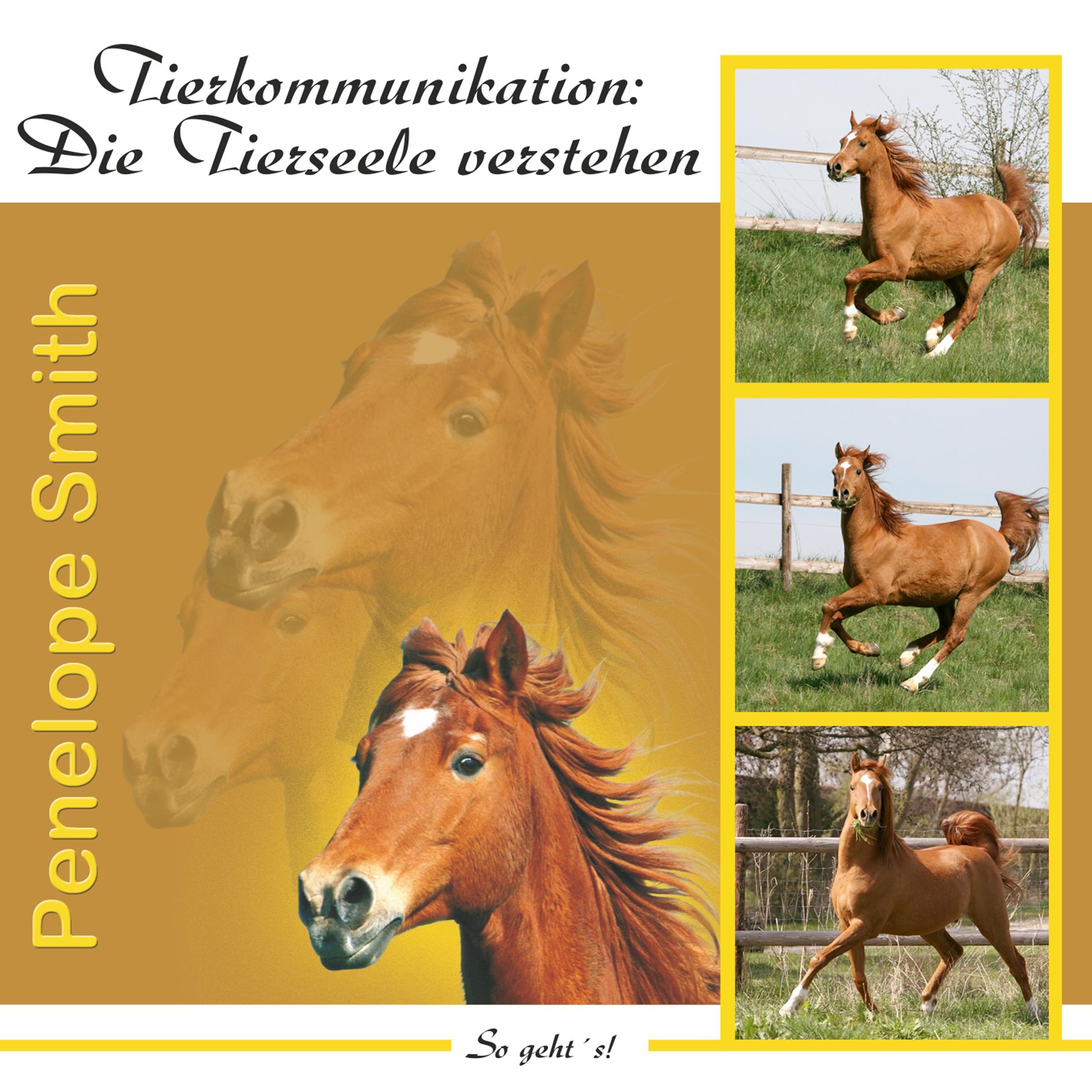 Vorderes Coverbild Tierkommunikation: Die Tierseele verstehen. Audio-CD