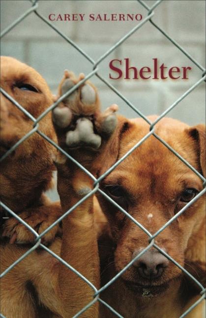 Vorderes Coverbild Shelter