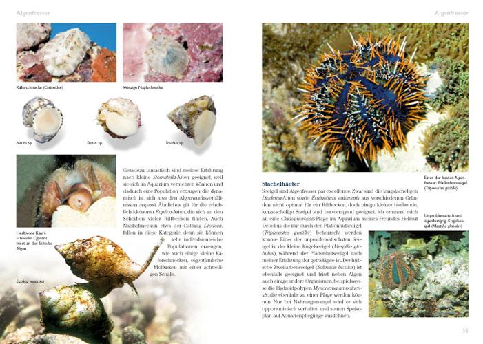 Beispielinhalt (Bild) Algen im Meerwasseraquarium