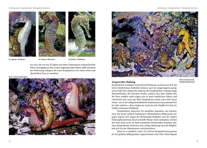 Beispielinhalt (Bild) Seepferdchen im Meerwasseraquarium