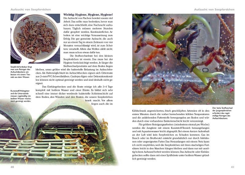 Beispielinhalt (Bild) Seepferdchen im Meerwasseraquarium