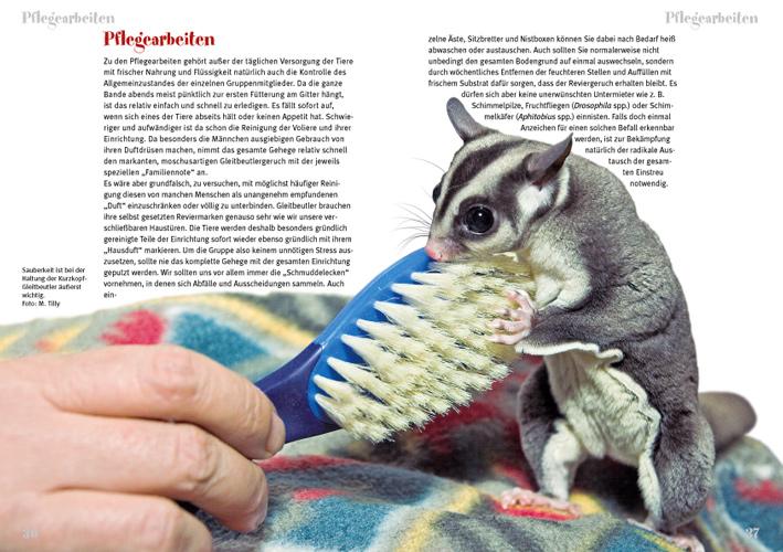 Beispielinhalt (Bild) Der Sugar Glider