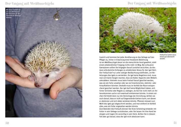 Beispielinhalt (Bild) Weißbauchigel