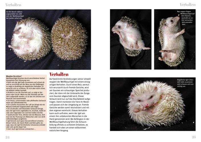 Beispielinhalt (Bild) Weißbauchigel