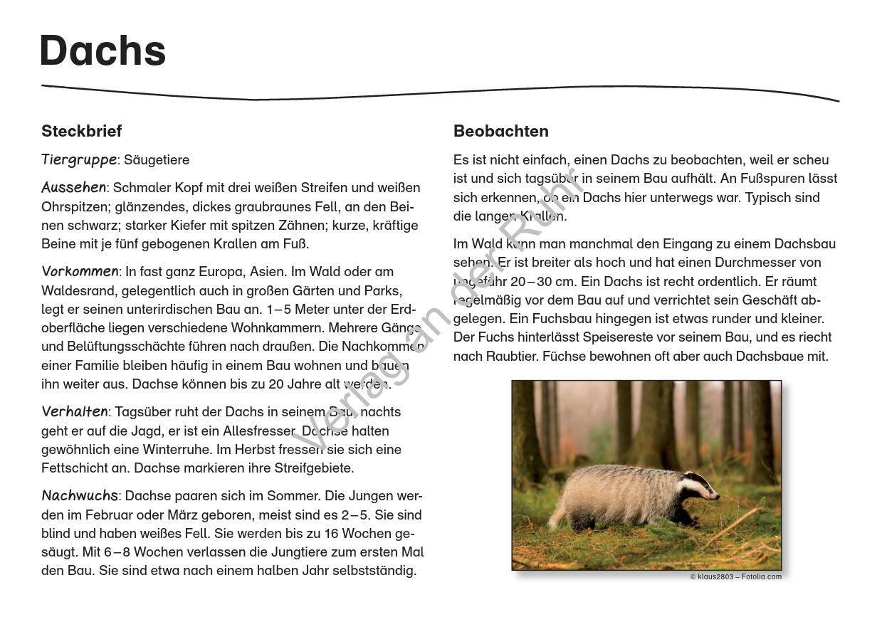 Beispielinhalt (Bild) Waldtiere - Fotokarten mit Sachinfos