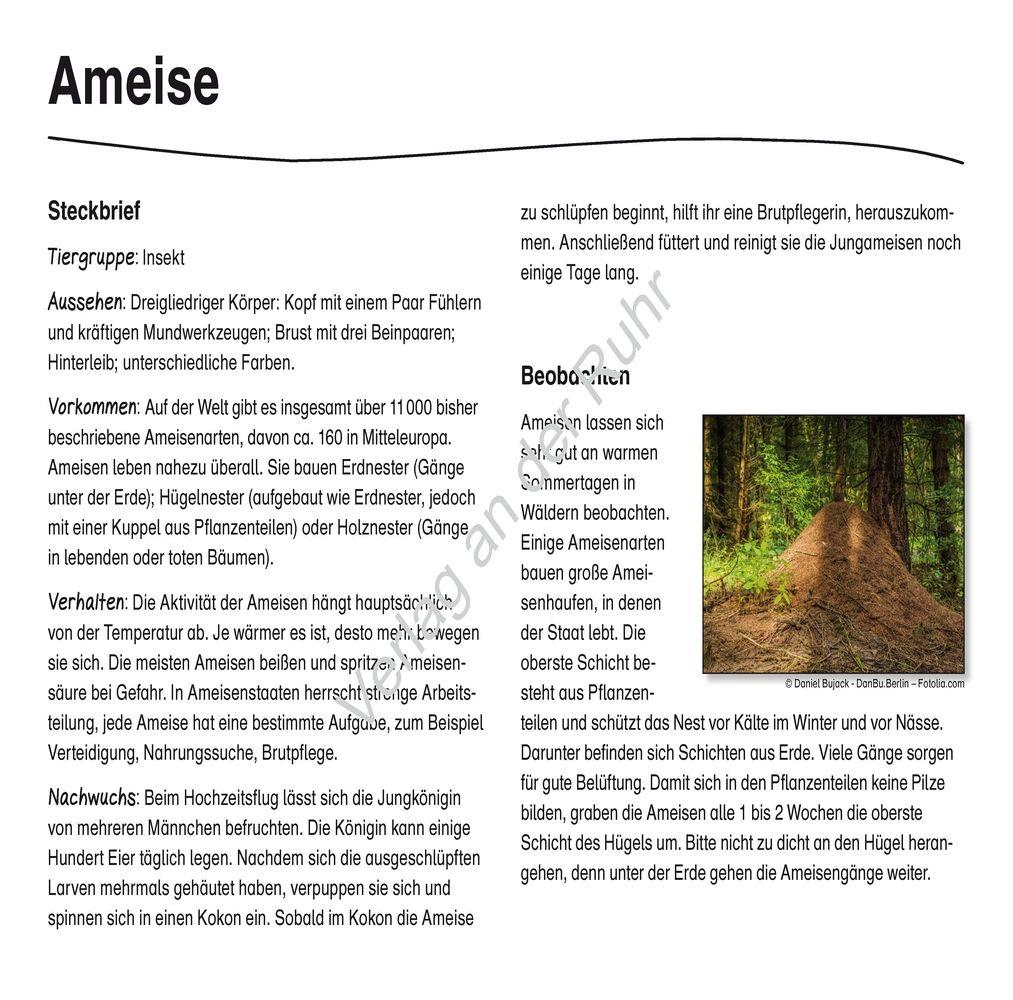 Beispielinhalt (Bild) Waldtiere - Fotokarten mit Sachinfos