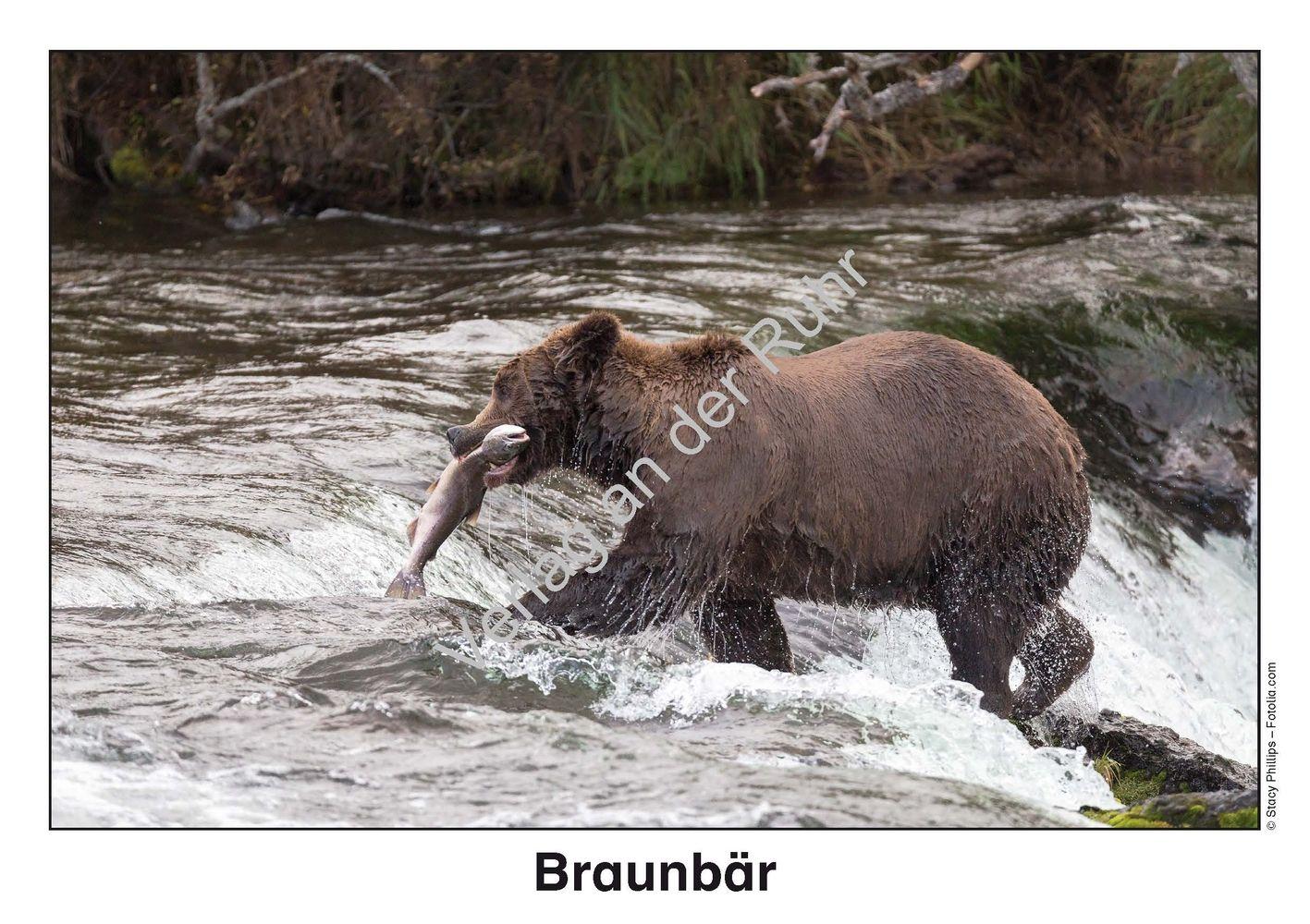 Beispielinhalt (Bild) Waldtiere - Fotokarten mit Sachinfos